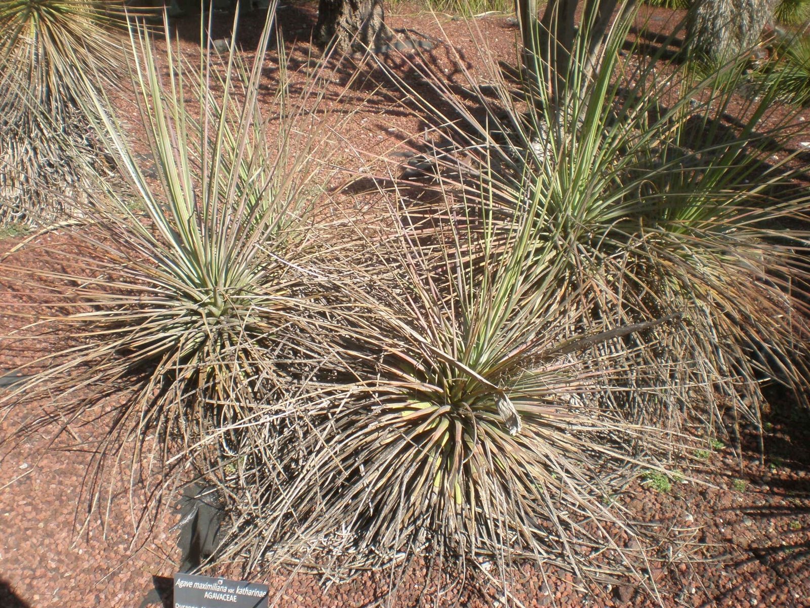 Plantas de Agave maximiliana de hojas largas y delgadas sobre suelo de tezontle