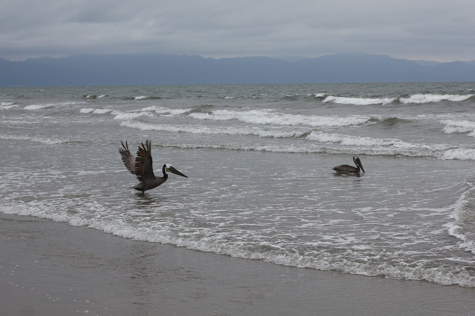 Dos pelícanos en la orilla del mar, uno con las alas abiertas, frente a la playa de Nuevo Vallarta