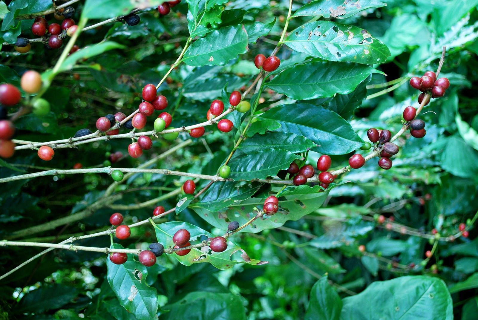 Rama de cafeto con frutos rojos y verdes entre hojas brillantes