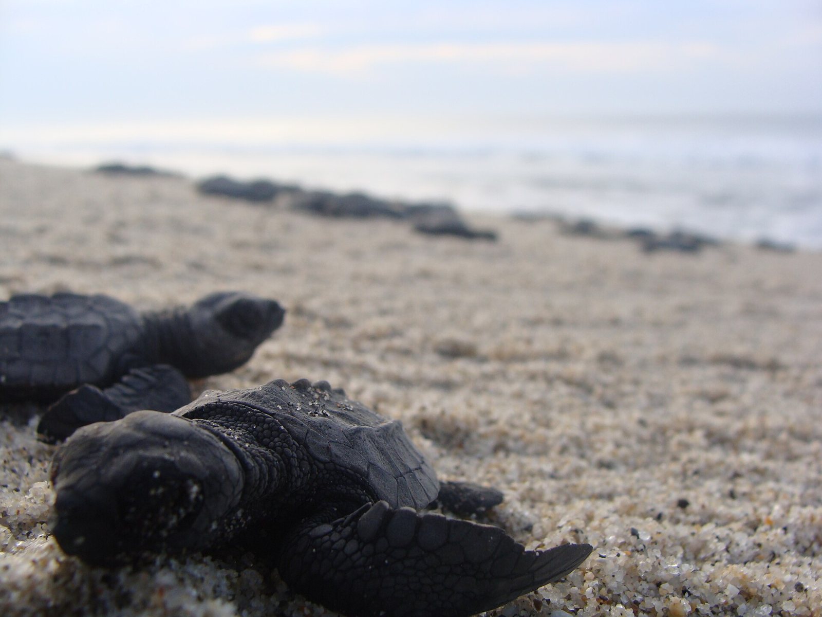 Primer plano de crías de tortuga golfina sobre la arena, con más crías desenfocadas avanzando hacia el mar