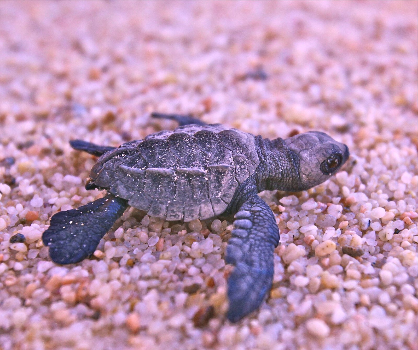 Cría de tortuga golfina vista de cerca sobre arena de grano grueso