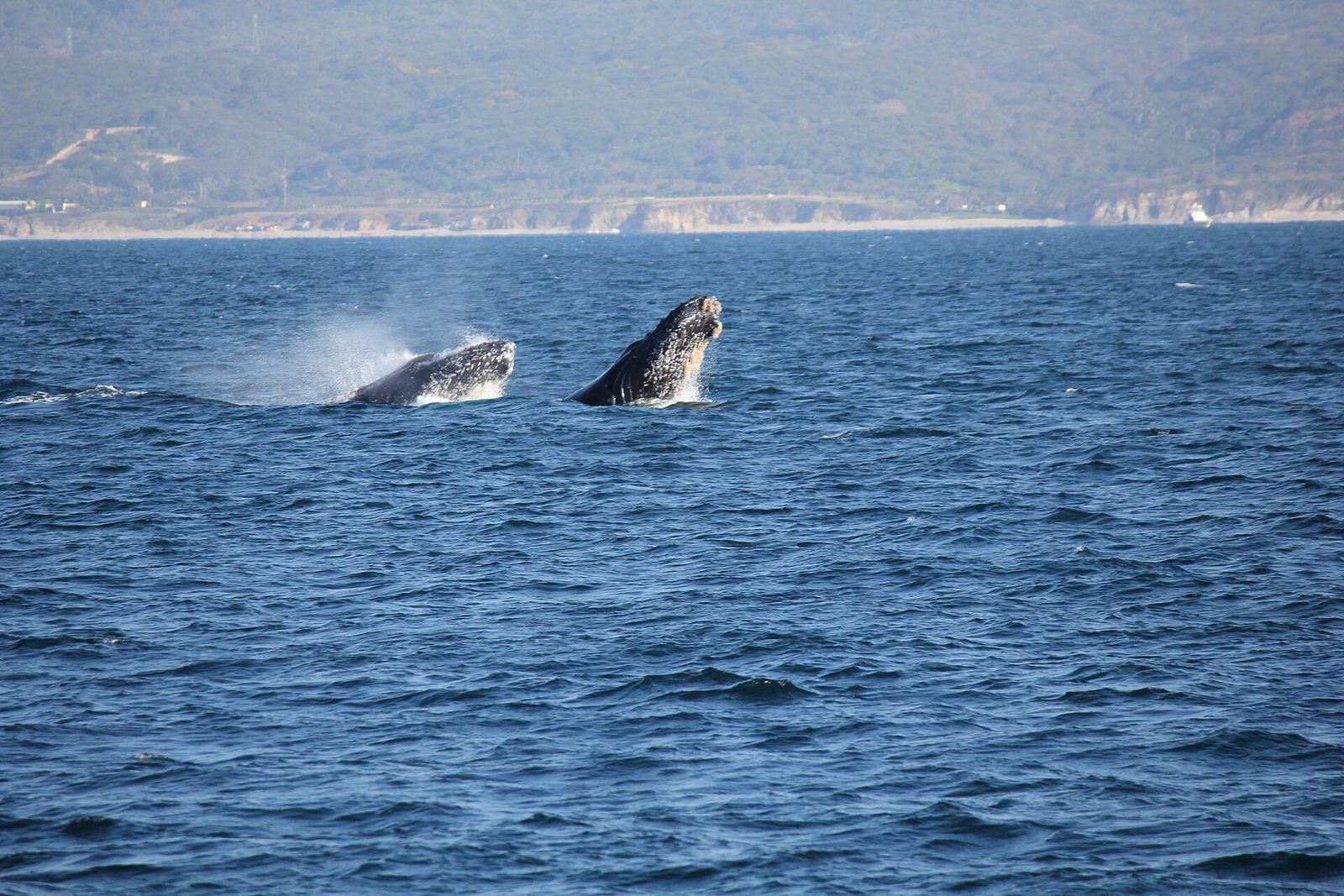 Dos ballenas jorobadas emergiendo con la cabeza fuera del agua cerca de la costa