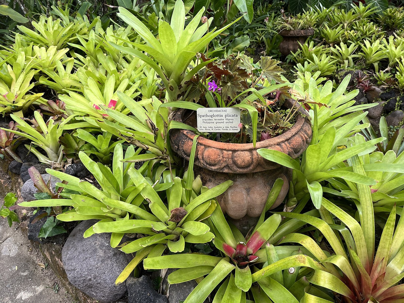 Macizo de bromelias verdes alrededor de una maceta de barro con una orquídea terrestre morada y su letrero de identificación