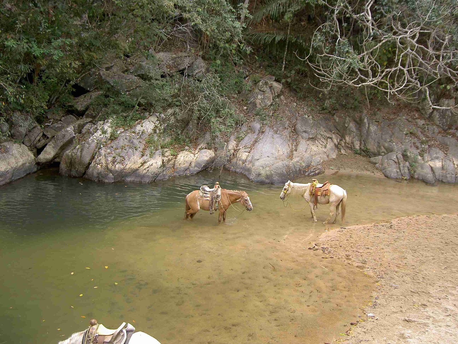 Dos caballos ensillados de pie en una poza poco profunda de un río, rodeada de rocas y vegetación